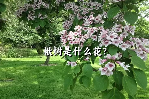 楸树是什么花？