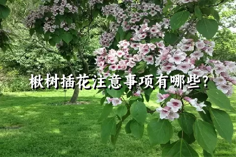 楸树插花注意事项有哪些？