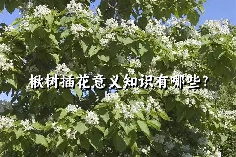 楸树插花意义知识有哪些？