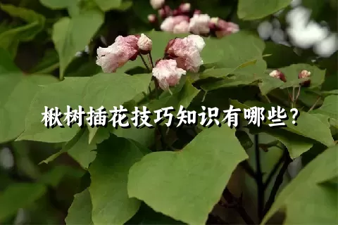 楸树插花技巧知识有哪些？