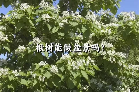 楸树能做盆景吗？