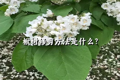 楸树修剪方法是什么？