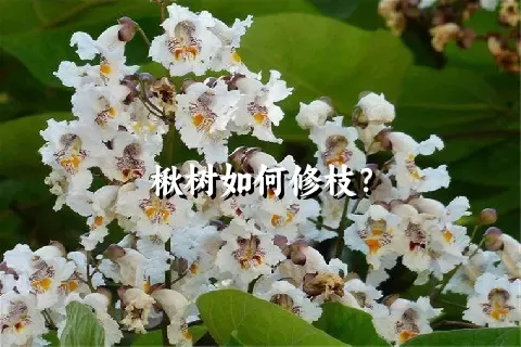 楸树如何修枝？