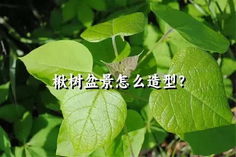 楸树盆景怎么造型？