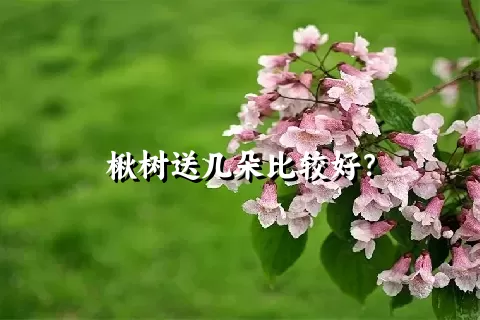 楸树送几朵比较好？