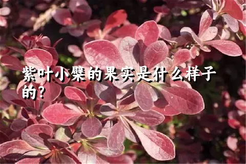 紫叶小檗的果实是什么样子的？
