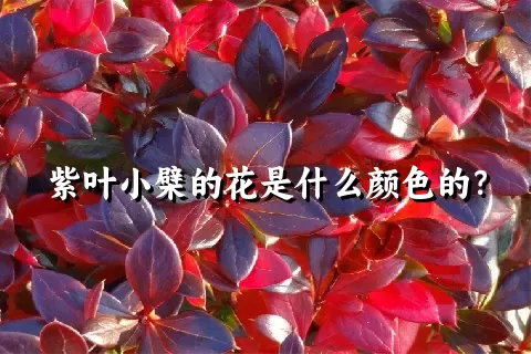 紫叶小檗的花是什么颜色的？
