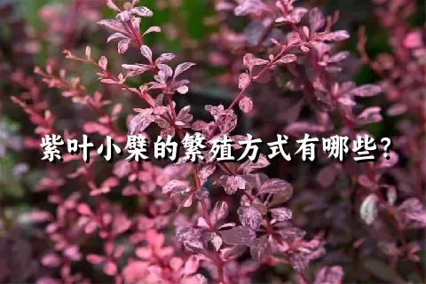 紫叶小檗的繁殖方式有哪些？