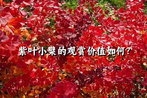 紫叶小檗的观赏价值如何？