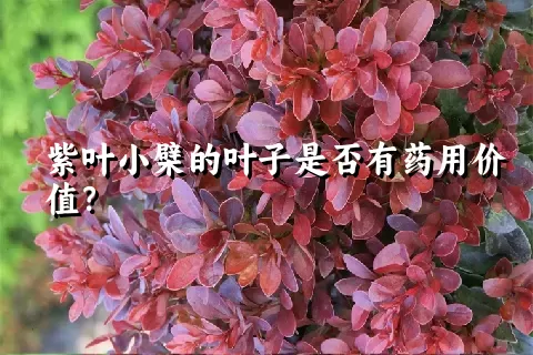 紫叶小檗的叶子是否有药用价值？