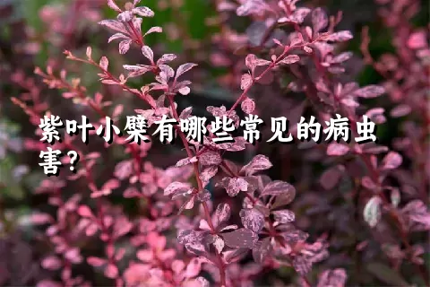 紫叶小檗有哪些常见的病虫害？