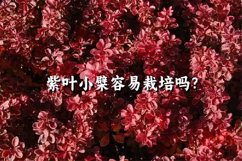 紫叶小檗容易栽培吗？