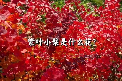 紫叶小檗是什么花？