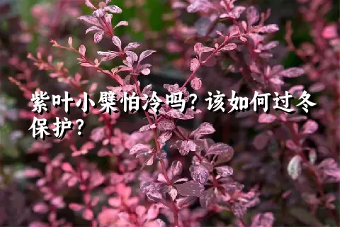紫叶小檗怕冷吗？该如何过冬保护？