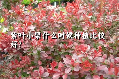 紫叶小檗什么时候种植比较好？