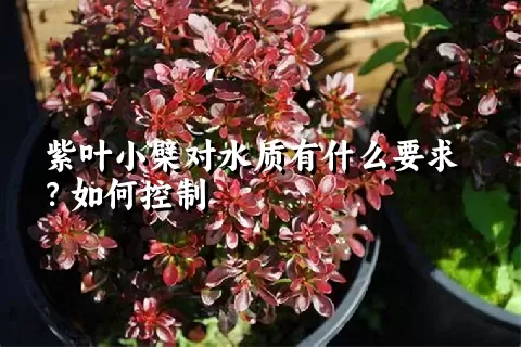 紫叶小檗对水质有什么要求？如何控制