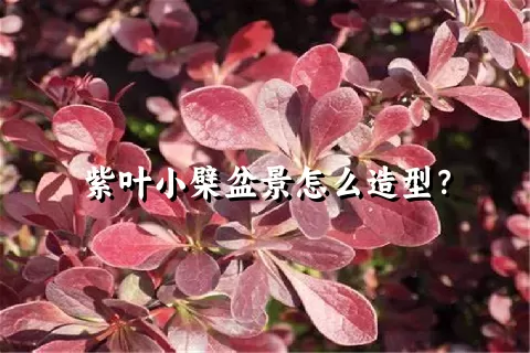 紫叶小檗盆景怎么造型？