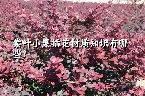 紫叶小檗插花材质知识有哪些？