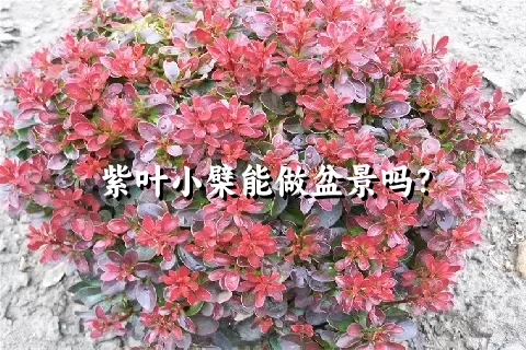 紫叶小檗能做盆景吗？
