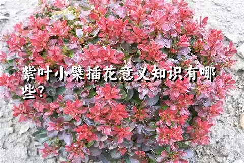 紫叶小檗插花意义知识有哪些？