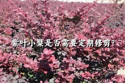 紫叶小檗是否需要定期修剪？
