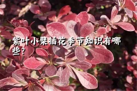 紫叶小檗插花季节知识有哪些？