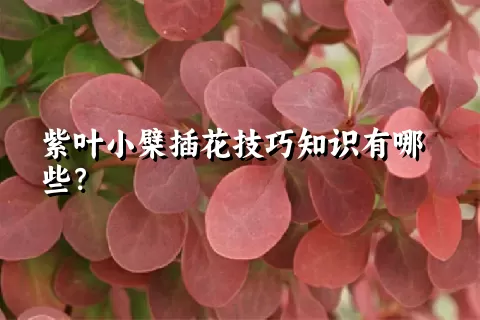 紫叶小檗插花技巧知识有哪些？