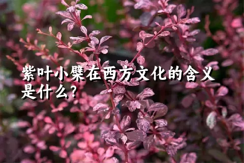 紫叶小檗在西方文化的含义是什么？