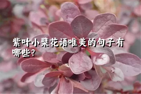 紫叶小檗花语唯美的句子有哪些？