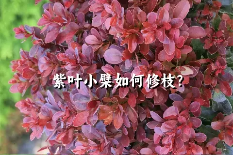 紫叶小檗如何修枝？