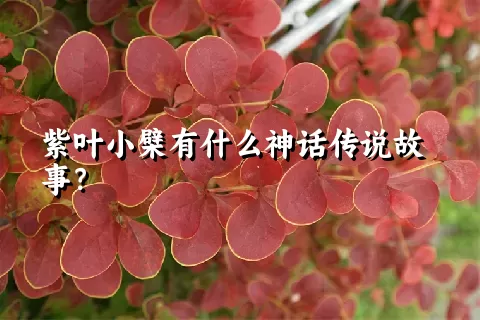 紫叶小檗有什么神话传说故事？