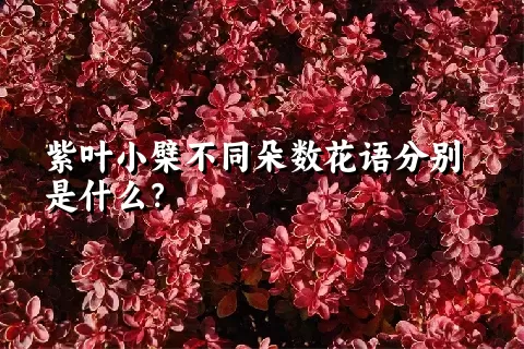 紫叶小檗不同朵数花语分别是什么？
