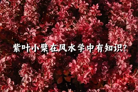 紫叶小檗在风水学中有知识？