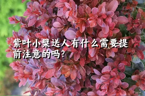紫叶小檗送人有什么需要提前注意的吗？