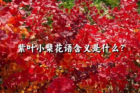 紫叶小檗花语含义是什么？