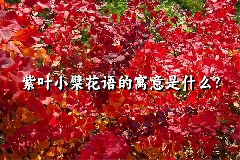 紫叶小檗花语的寓意是什么？