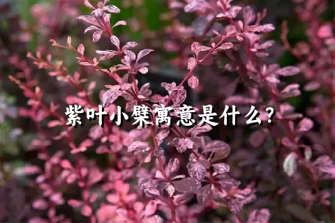 紫叶小檗寓意是什么？