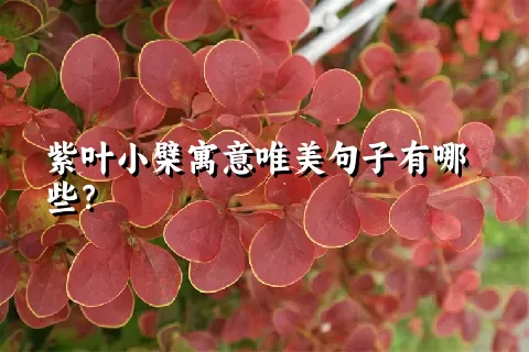 紫叶小檗寓意唯美句子有哪些？