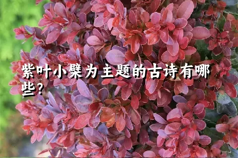 紫叶小檗为主题的古诗有哪些？
