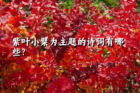紫叶小檗为主题的诗词有哪些？