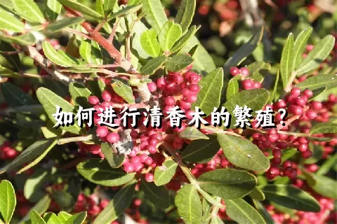 如何进行清香木的繁殖？