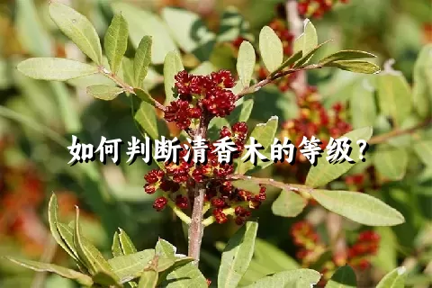 如何判断清香木的等级？