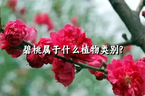 碧桃属于什么植物类别?