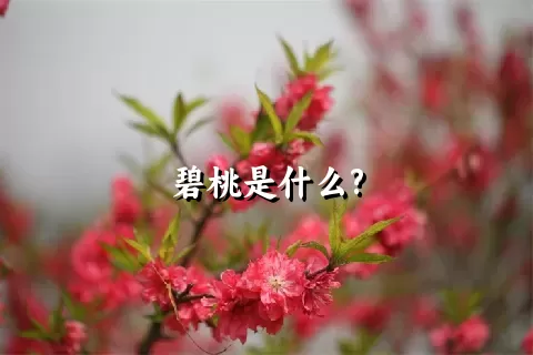 碧桃是什么?