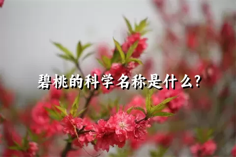碧桃的科学名称是什么?