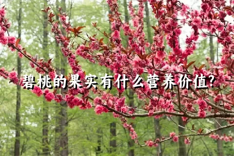 碧桃的果实有什么营养价值?