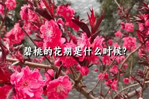 碧桃的花期是什么时候?