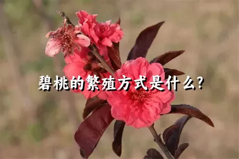 碧桃的繁殖方式是什么?