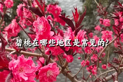 碧桃在哪些地区是常见的?