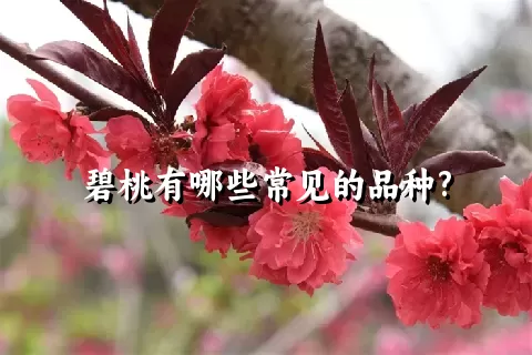碧桃有哪些常见的品种?